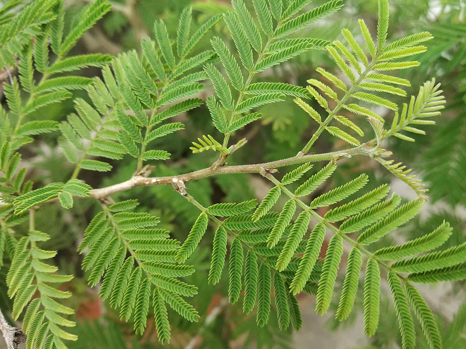 Prosopis